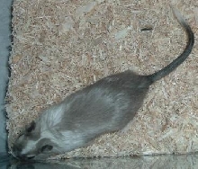 Pengi1