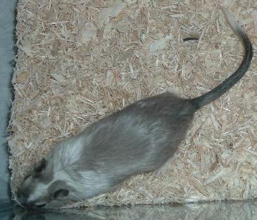 Pengi1