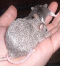 Sable(leah's)
