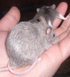 Sable(leah's)