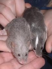 Sable and Spinner