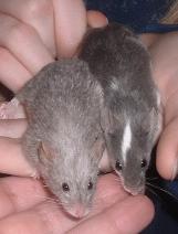 Sable and Spinner