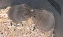 myst.babies