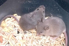 mystery babies