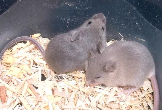 mystery babies