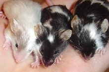 3longhairs