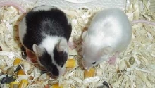 Beira and Solene4-25-04