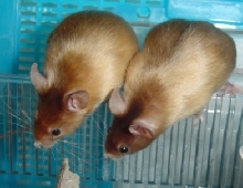 Tris and Farli