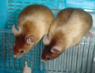 Tris and Farli