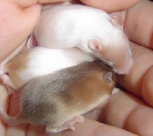 aspen's babies