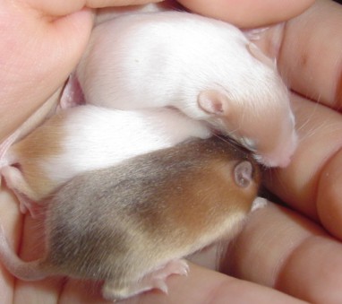 aspen's babies
