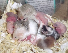 babies