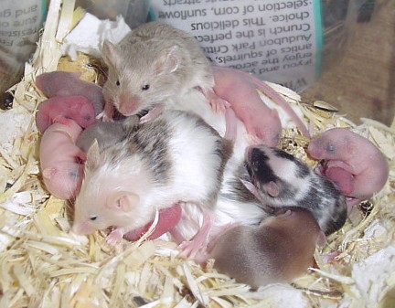 babies