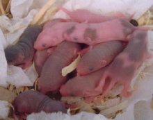 babies!