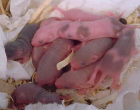 babies!