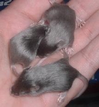 bluebabies