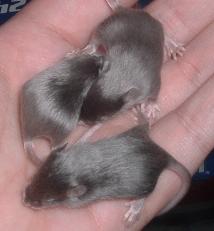 bluebabies