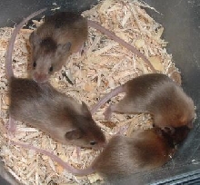 sable babies