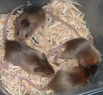sable babies