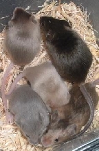 5 babies