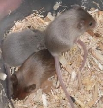 3 babies