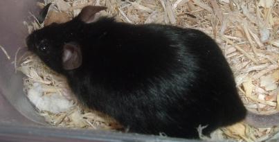 Ebony