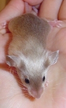 poss. blue sable