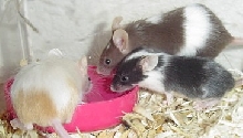 3meeces