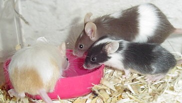 3meeces