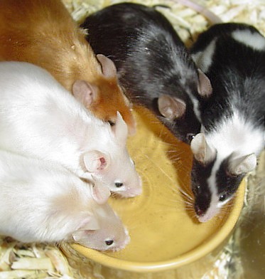 group drink