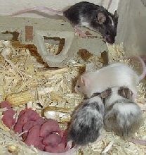 Kamaria and dikeledi's babies