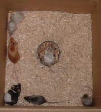 group1