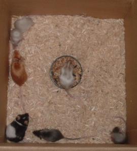 group1