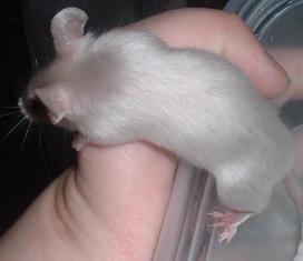 uk satin female