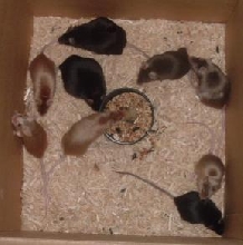 group 2