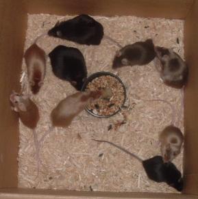 group 2