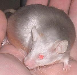 Zuri