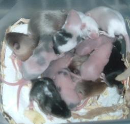 misc group babies