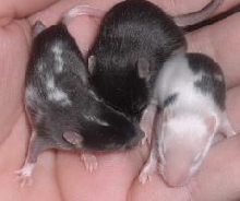 Black types