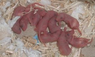 pinkies