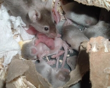 b/t litters