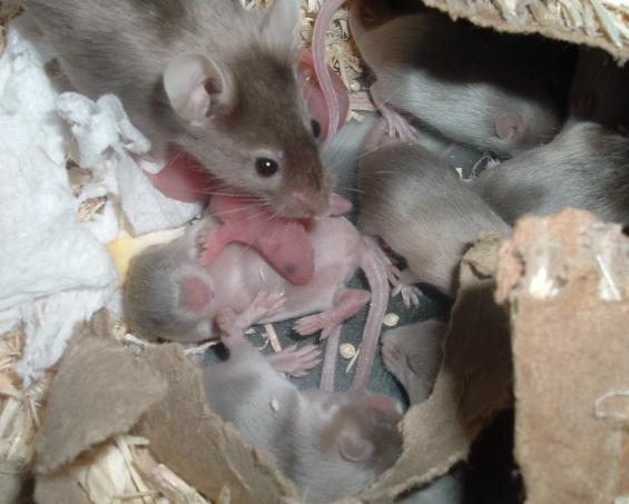 b/t litters