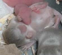 2 babies