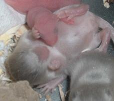 2 babies