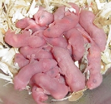 pinky pile