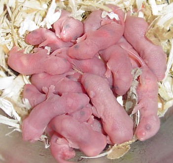 pinky pile