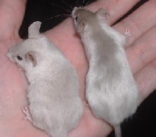 unk mice