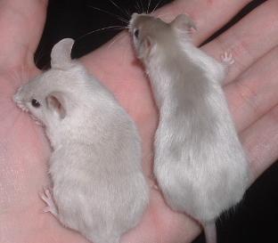 unk mice