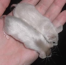 unk mice2
