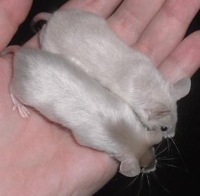 unk mice2